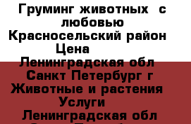 Груминг животных  с любовью Красносельский район › Цена ­ 700 - Ленинградская обл., Санкт-Петербург г. Животные и растения » Услуги   . Ленинградская обл.,Санкт-Петербург г.